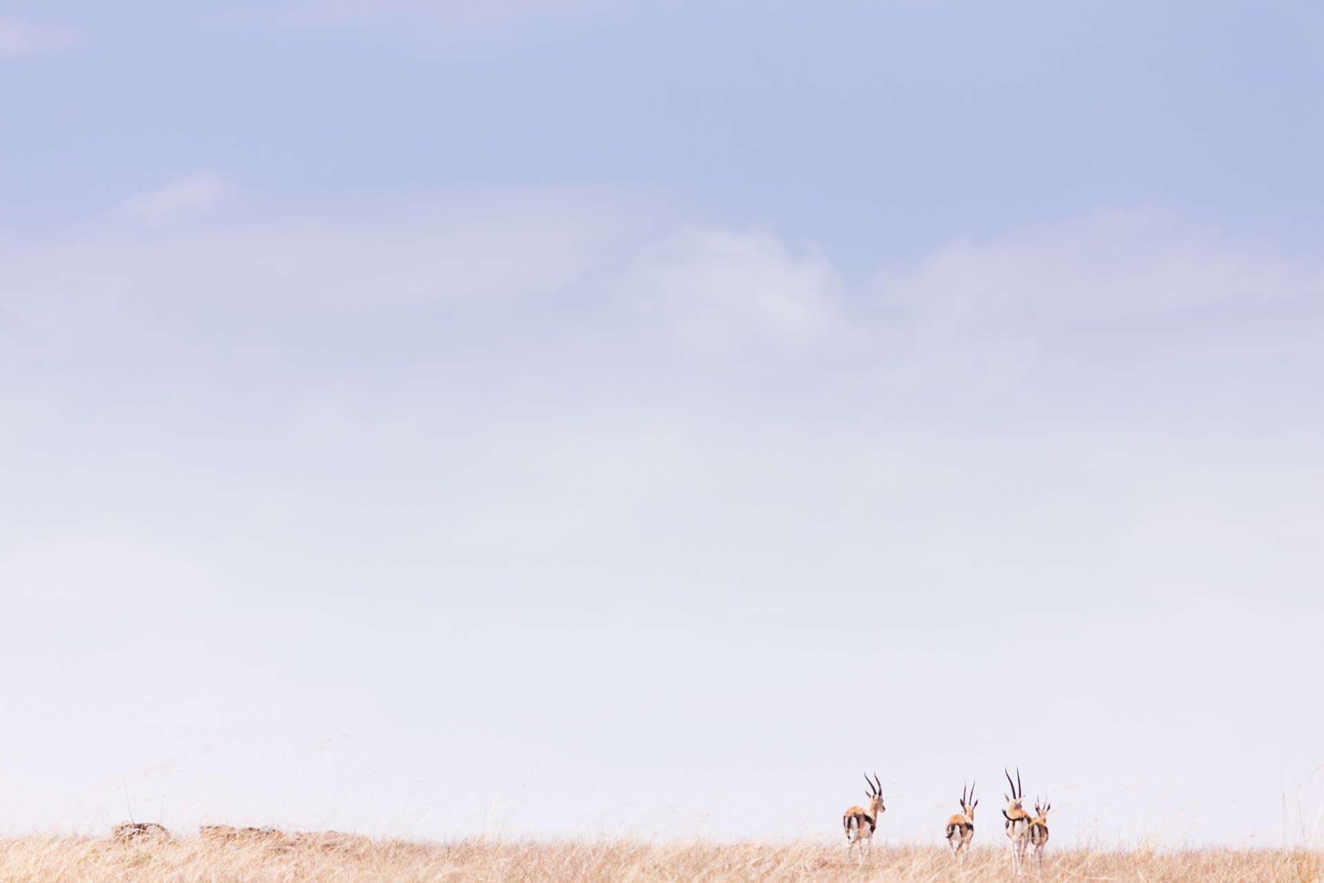antilopes savane tanzanie