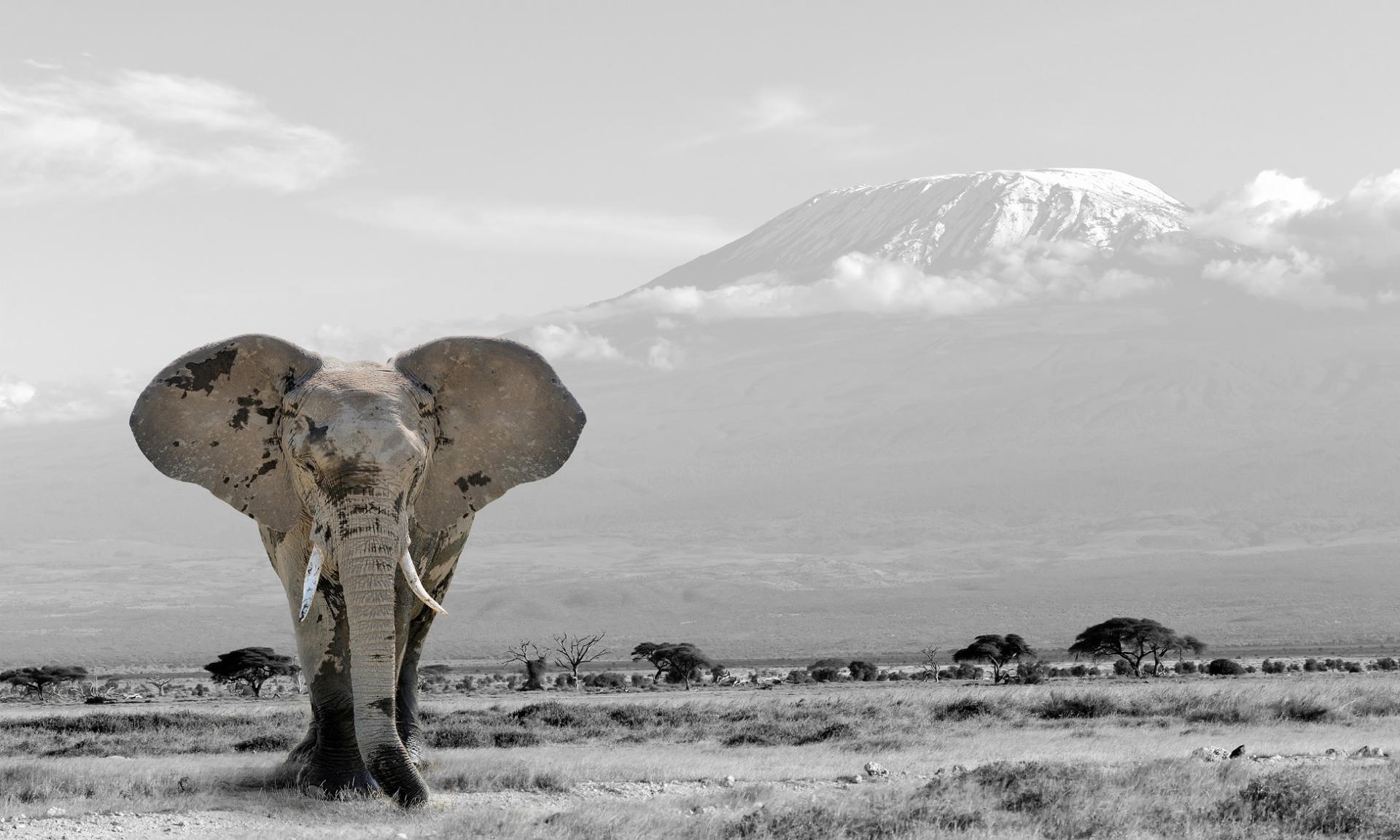 elephant kilimandjaro kenya