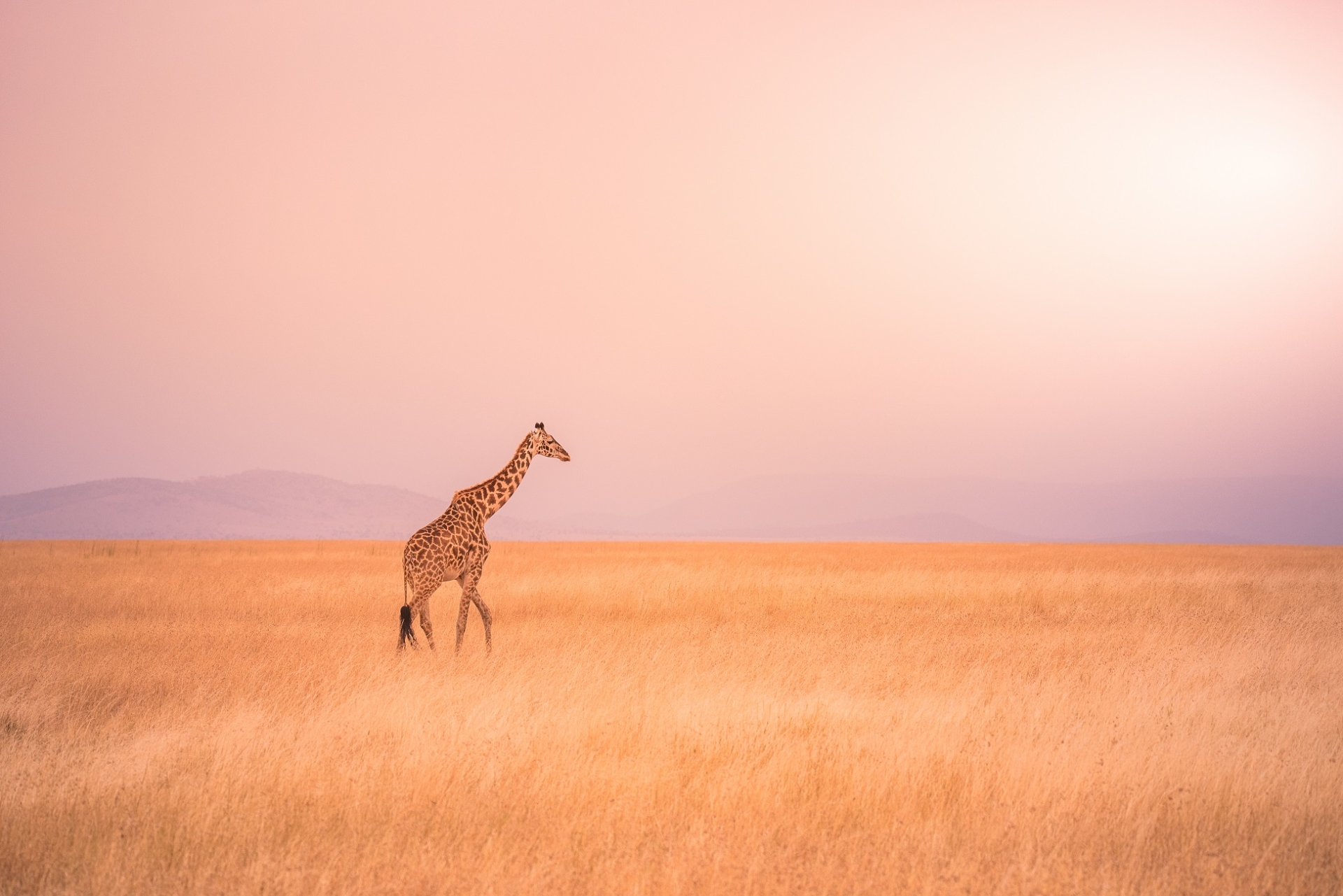 voyage france tanzanie