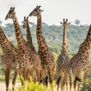 giraffes tanzanie