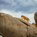 lionceau sur rocher tanzanie