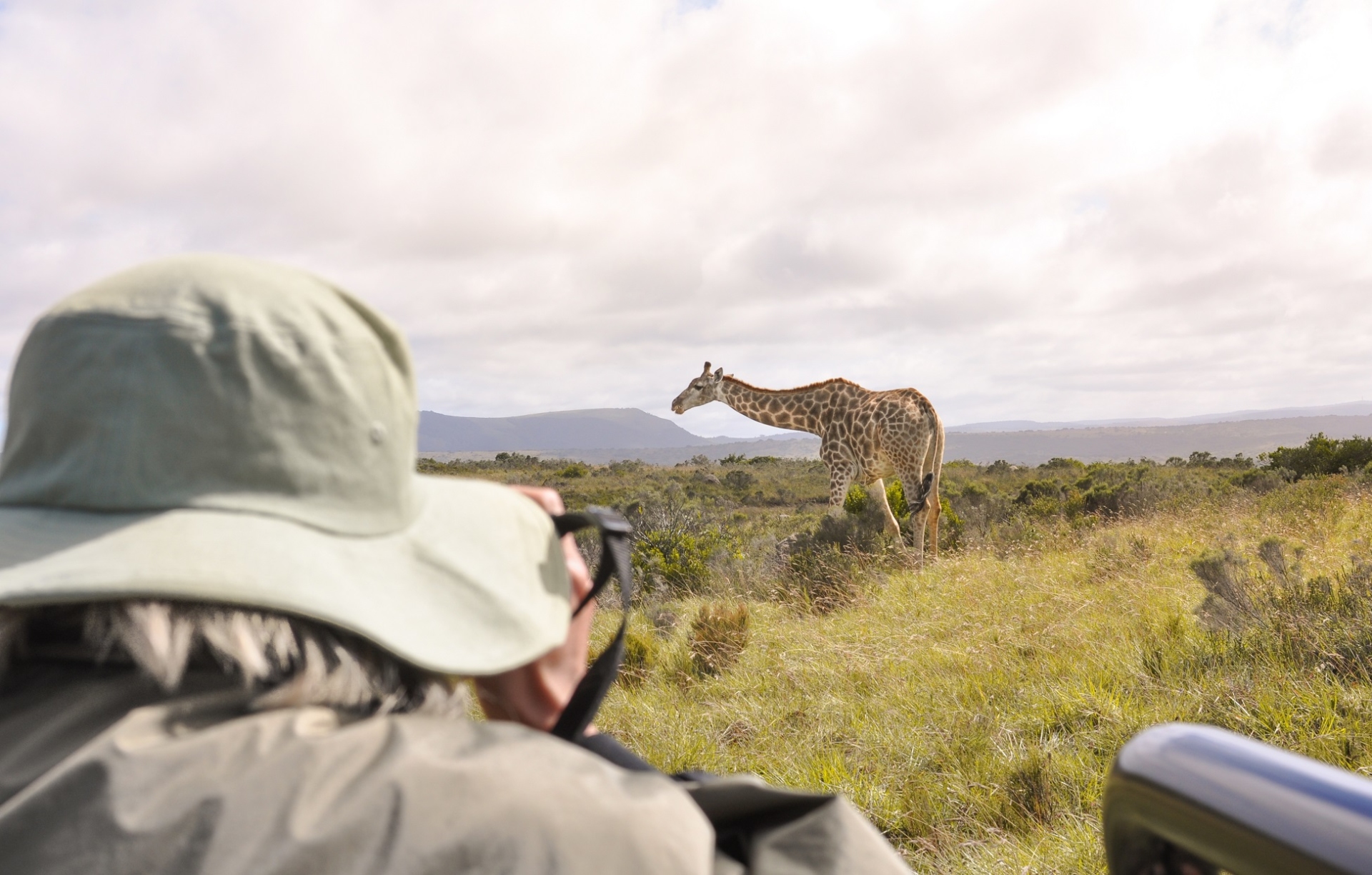 safari girafe tanzanie