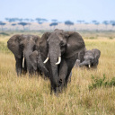 elephant-big-five-tanzanie