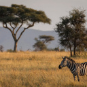 zebre-savane-tanzanie